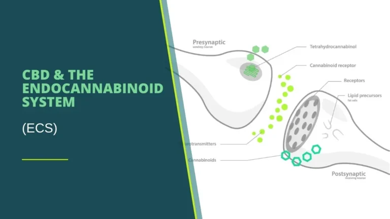 CBD & The Endocannabinoid System Blog Cover
