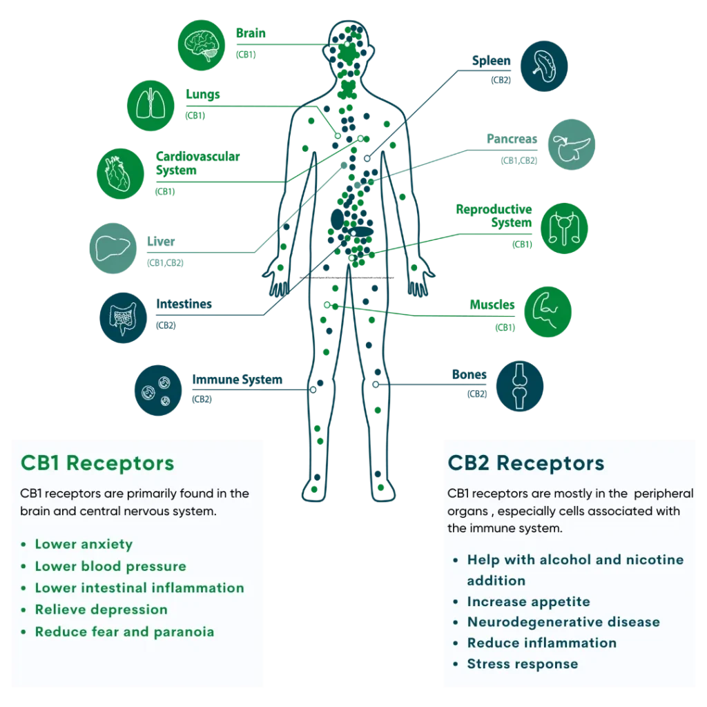 ECS Endocannabinoid System (ECS) Graphics CB1 CB2