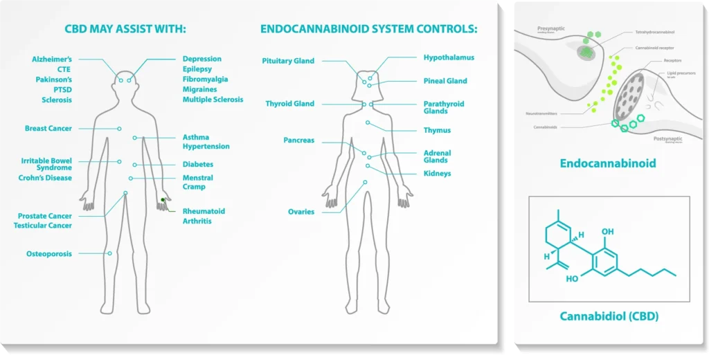CBD and ECS System Endocannabinoid Human Body