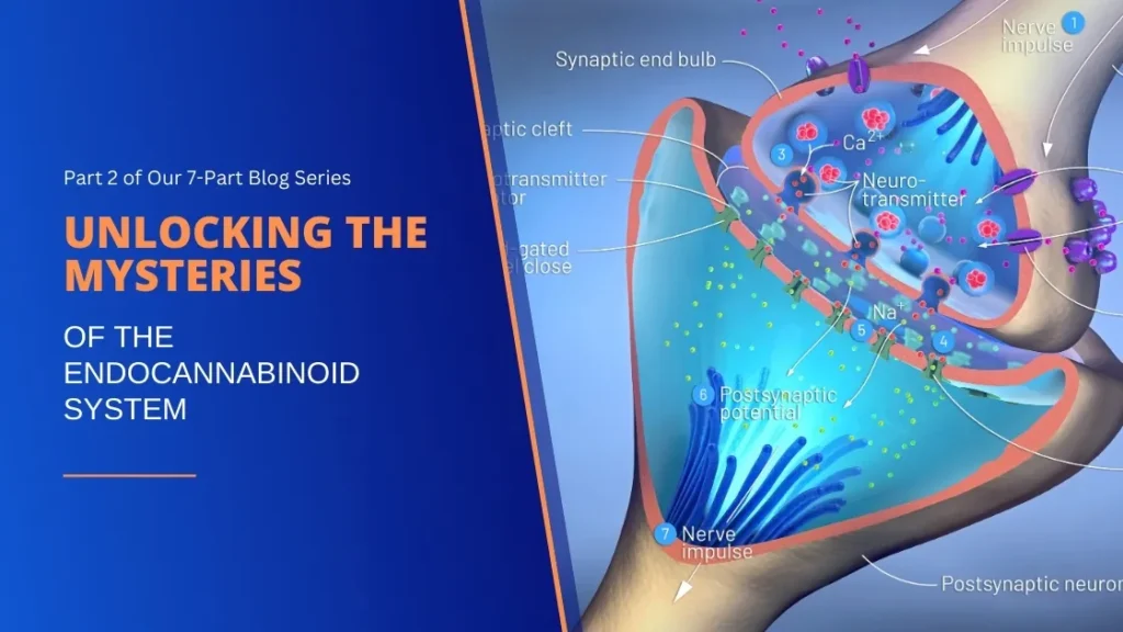 Unlocking the Mysteries of the Endocannabinoid System Part 2 Blog Cover