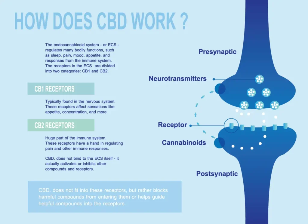 how does cbd work and human endocannabinoid system is CB1CB2 and affects the human body and brain