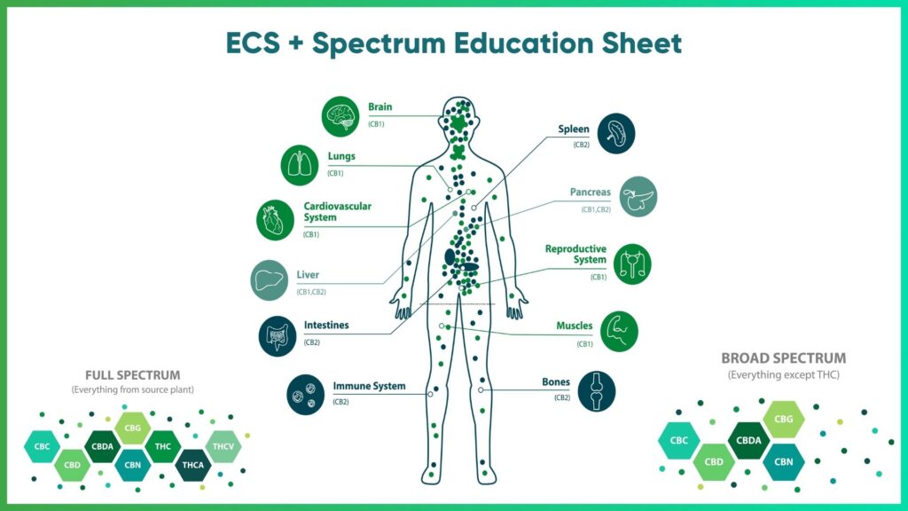 ECS + Spectrum Education Sheet